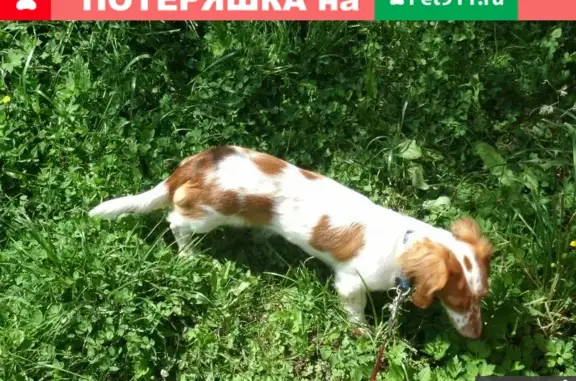 Пропала собака Такса в Семхозе, Московская область