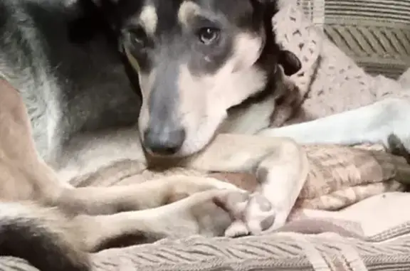 Собаки потеряшки, Омск, фото: Потеряшка собака на ул. Восточная, Омск