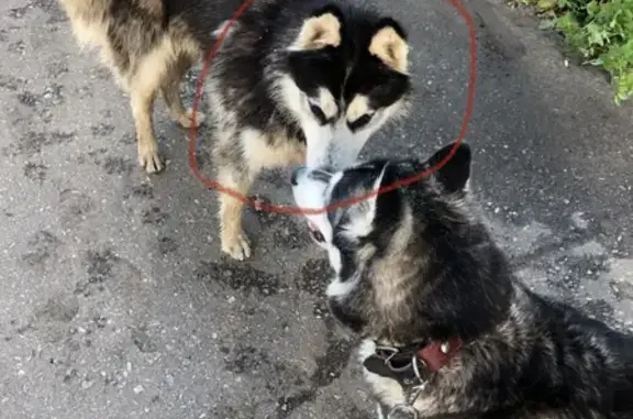 Найдена собака Мальчик на улице Астраханская