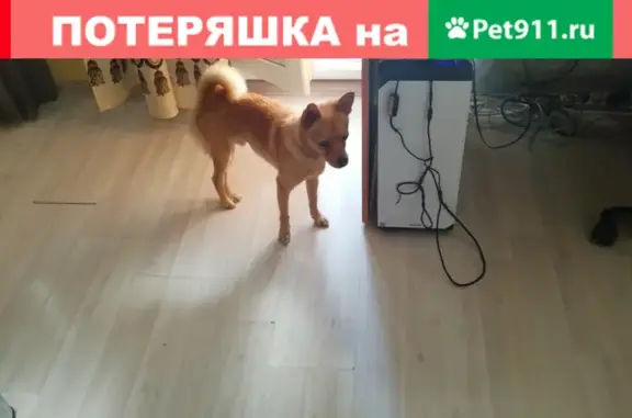 Собака найдена в М.О. пос. Измайлово, Дубровский