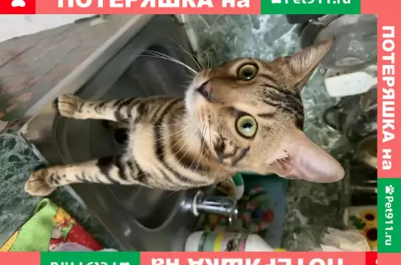 Пропала кошка в районе метро Кузьминки, Волгоградский проспект 64 корпус 2