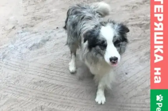 Найдена собака Кобель возле Соловьёво, Приозёрский район