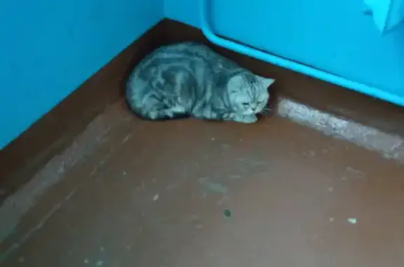 Найдена кошка в Якиманихе, Кострома