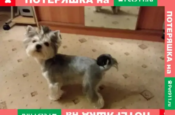 Пропала собака Виша в Манушкино, Чеховский район