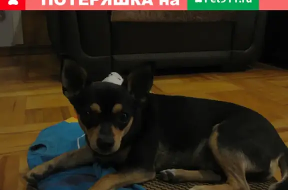 Найдена собака в районе Кольца Селезнева-Ялтинская, Краснодар