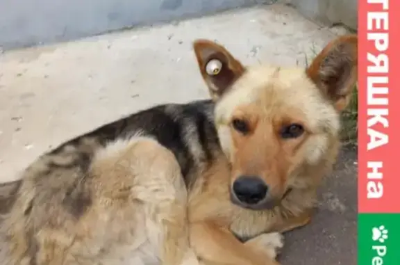 Найден чипированный пёс в Костроме