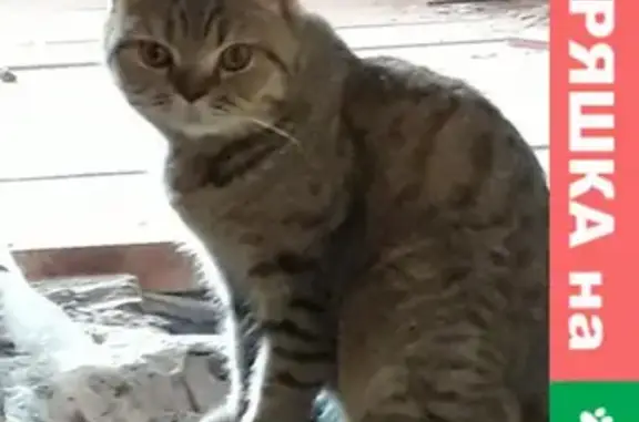 Найдена британская кошка на ул. М. Джалиля, Астрахань