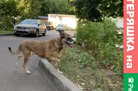Собака потерялась на Качалинской улице, Москва