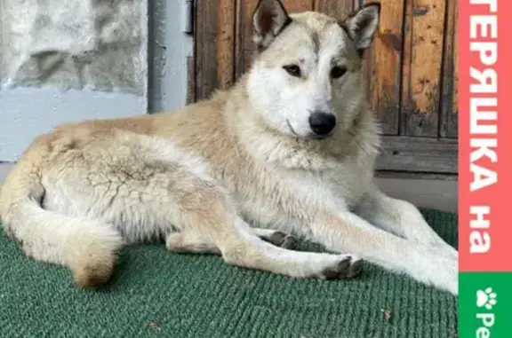 Найдена собака Метро Медведково, западноевропейская лайка