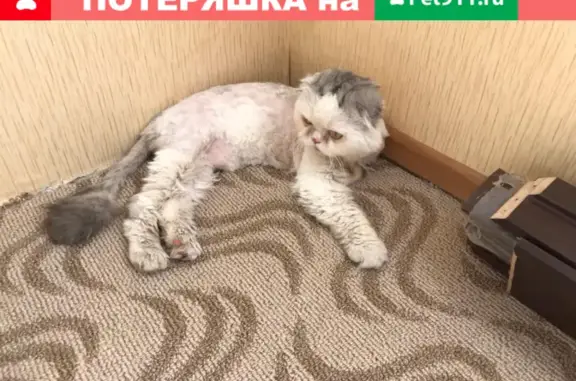 Найдена кошка в Оптимист Оптика, Московская область