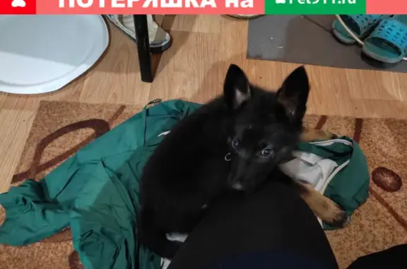 Найдена собака на Новгородском проспекте 28