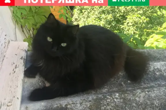 Пропала черная кошка на Тайнинской улице