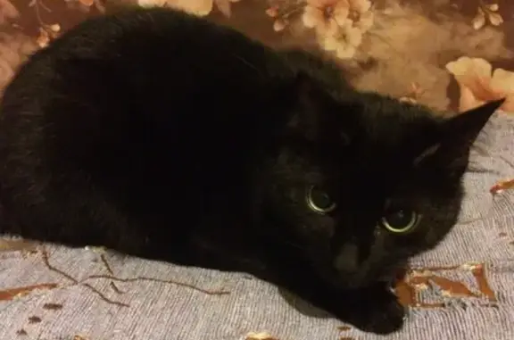 Кошки потеряшки, Санкт-Петербург, фото: Потеряшка кошка Герда, Софийская ул. 48 к1, СПб.