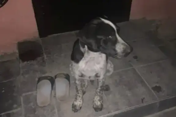 Собака Курцхаар найдена в Симферополе.