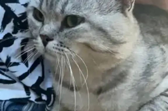 Найден кот в Солотче, ул. Санаторий, Рязань.