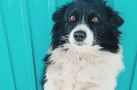 Пропала собака в Усолье-Сибирском: помогите найти!