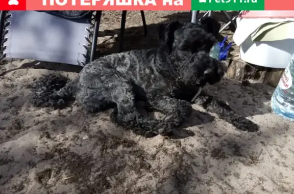 Потерянная собака в Моторном, Приозерский район