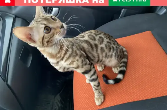 Кошки потеряшки, Самара, фото: Потеряшка бенгальская кошка на ул. Красных Коммунаров, Самара.