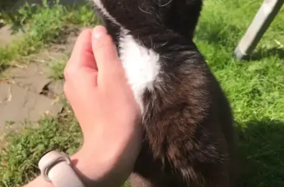 Найдена кошка в деревне Косовка, Москва