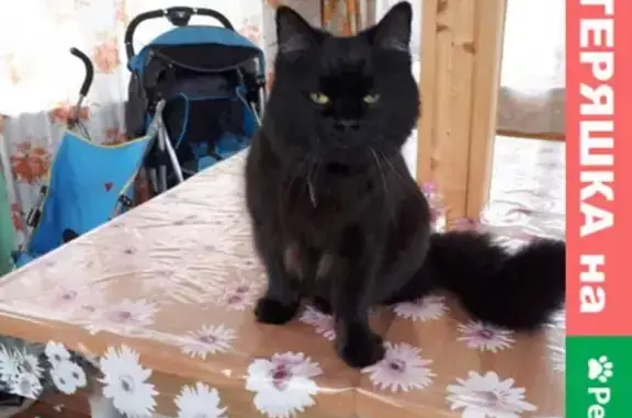 Кошки потеряшки, Санкт-Петербург, фото: Потеряшка кошка Сеня в Адмиралтейском районе, ул. Фонтанки 99 и Ефимова. Тел. 89119517309.