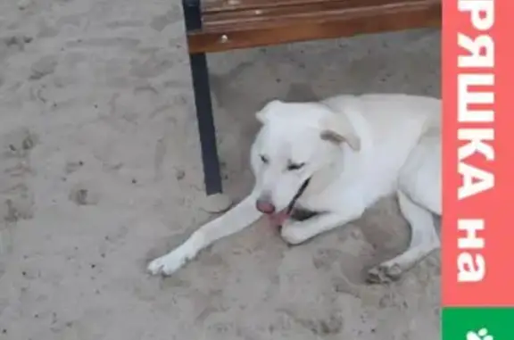 Найден белый пес в Первом микрорайоне, ищет хозяев.