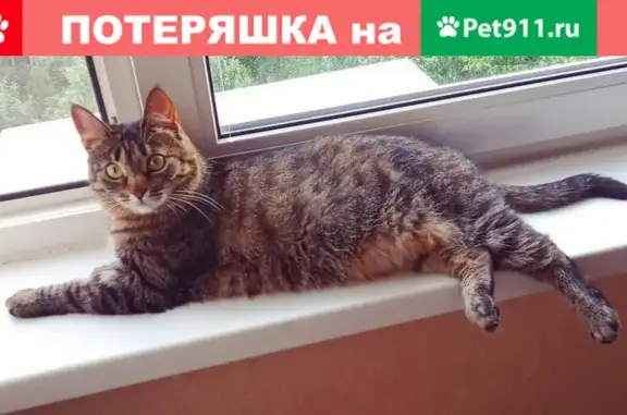 Пропала кошка на Ул. Островитянова, д.24 (м. Коньково)