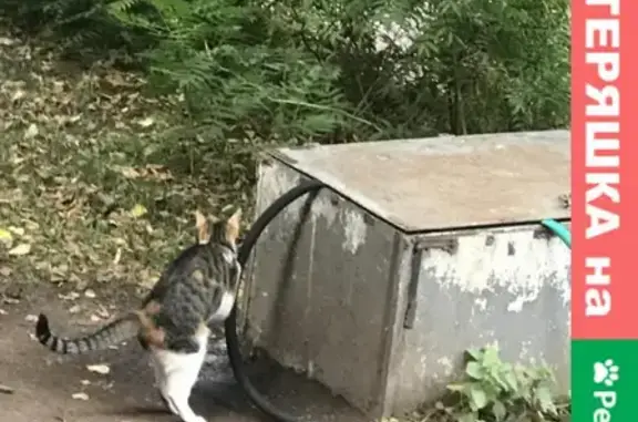 Найдена кошка в кафе Домик в лесу на Крымском Валу