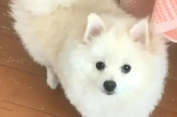 Собаки потеряшки, Нижний Новгород, фото: Потеряшка собака в Автозаводском районе, Нижний Новгород