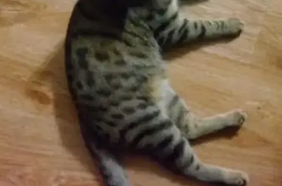 Потерянные животные Уфа, фото: Пропала кошка на улице Батырская, дом 10/1