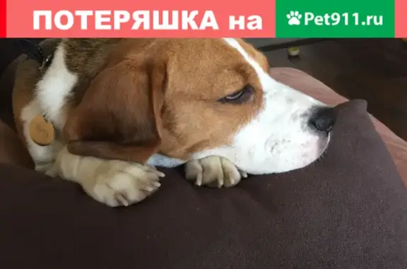 Пропала собака Марта, участок СНТ Стрижи, Московская область