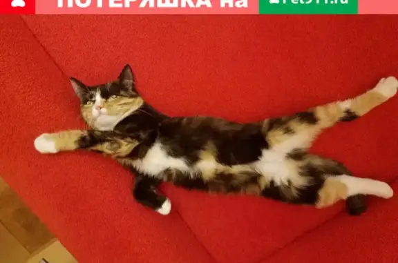 Пропала трехцветная кошка на Большой Декабрьской 1, Москва