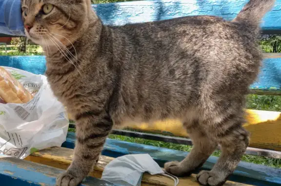 Найдена кошка, Москва, фото: Найден кот на Планетной ул.