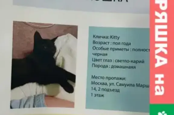 Пропала чёрная кошка в Переделкино, ул. С. Маршака 14