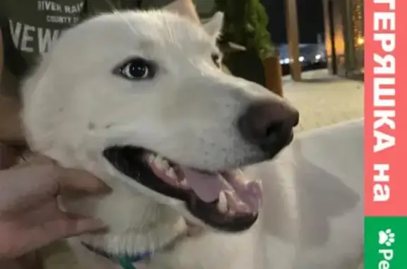 Найдена собака около Макдоналдса на ул. Алмаз, Ростов-на-Дону