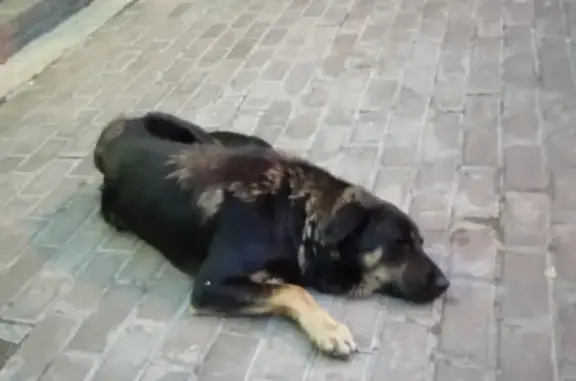 Потерянный пёс на улице Победы, Балашиха-1