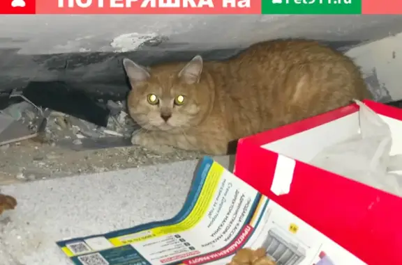 Найден рыжий кот в подъезде на Дмитровском шоссе 39 к1