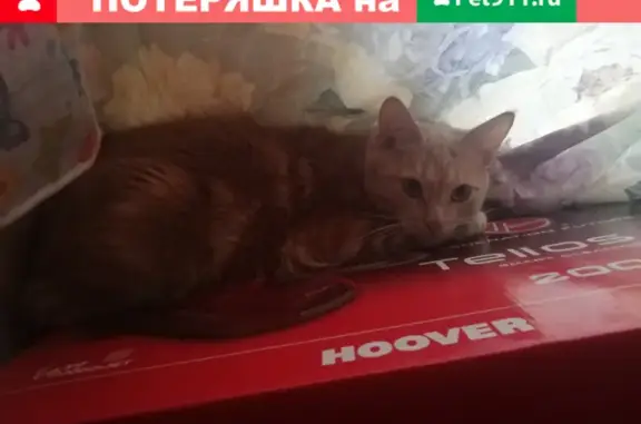 Пропала кошка Марвел, адрес - Кремль, Москва