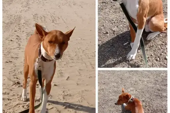 Пропала собака в СПб, порода басенджи по кличке Рудо, вознаграждение 50 000 руб.