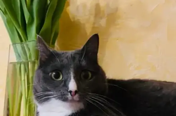 Кошки потеряшки, Казань, фото: Потеряшка кошка на Аракчинском шоссе, вознаграждение 2А