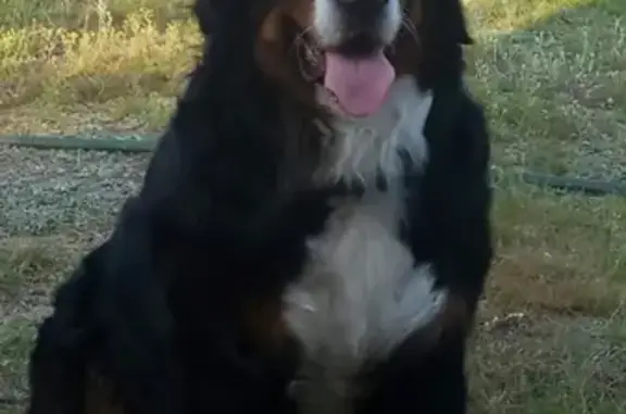 Собаки потеряшки, Москва, фото: Потеряшка собака рейчел, ул. Каховка 16 к2, Москва