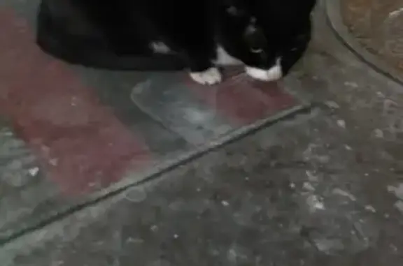 Найдена агрессивная кошка в Невском районе