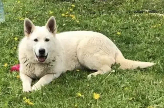 Собаки потеряшки, , фото: Потеряшка собака в Мяглово, Всеволожский район, Ленинградская обл.