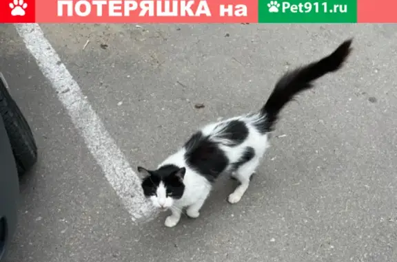 Найдена кошка возле помойки на Нахабинском шоссе, дом 1.1 к3
