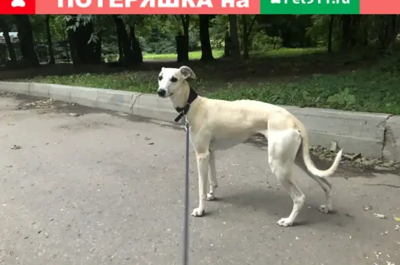 Пропала собака Уиппет, вознаграждение Москва, Дворцовая площадь 19