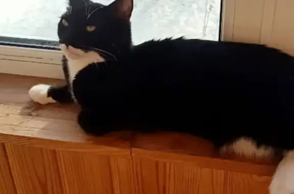 Кошки потеряшки, Набережные Челны, фото: Потеряшка кошка в Набережных Челнах, дом 52/34