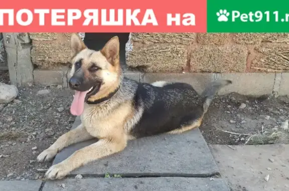 Найдена собака в Севастополе, ищем хозяев