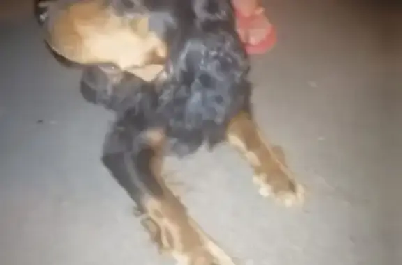 Найдена собака на Оганова 17 к2 в Ростове-на-Дону