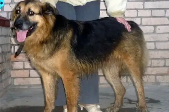 Потерянные животные , фото: Пропала собака в Симферополе на улице Миллера