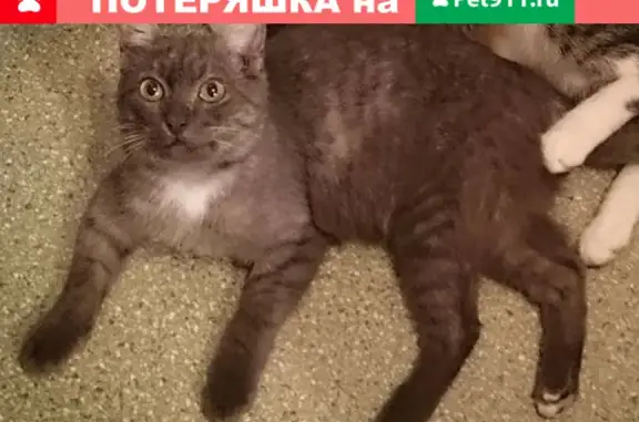 Пропала кошка Кузя, улица Кубинка, Москва