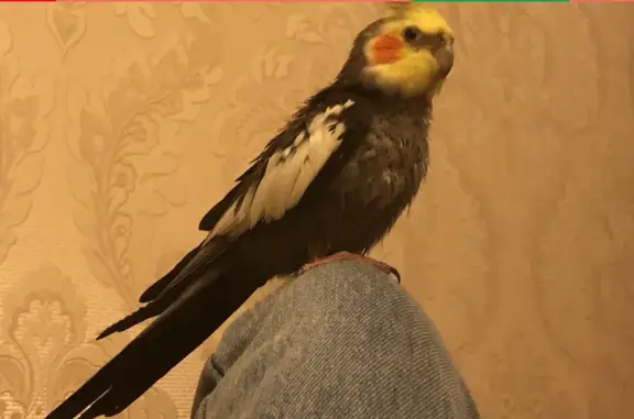 Кошки потеряшки, Шарапово, фото: Потеряшка попугайчик в Шарапово, вознаграждение!